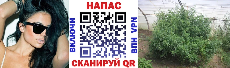 магазин продажи   Тихвин  Бошки марихуана ГИДРОПОН 